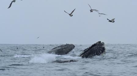Video thumbnail: Nature Watch A Team of Heroes Save an Entangled Whale