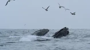 Watch A Team of Heroes Save an Entangled Whale