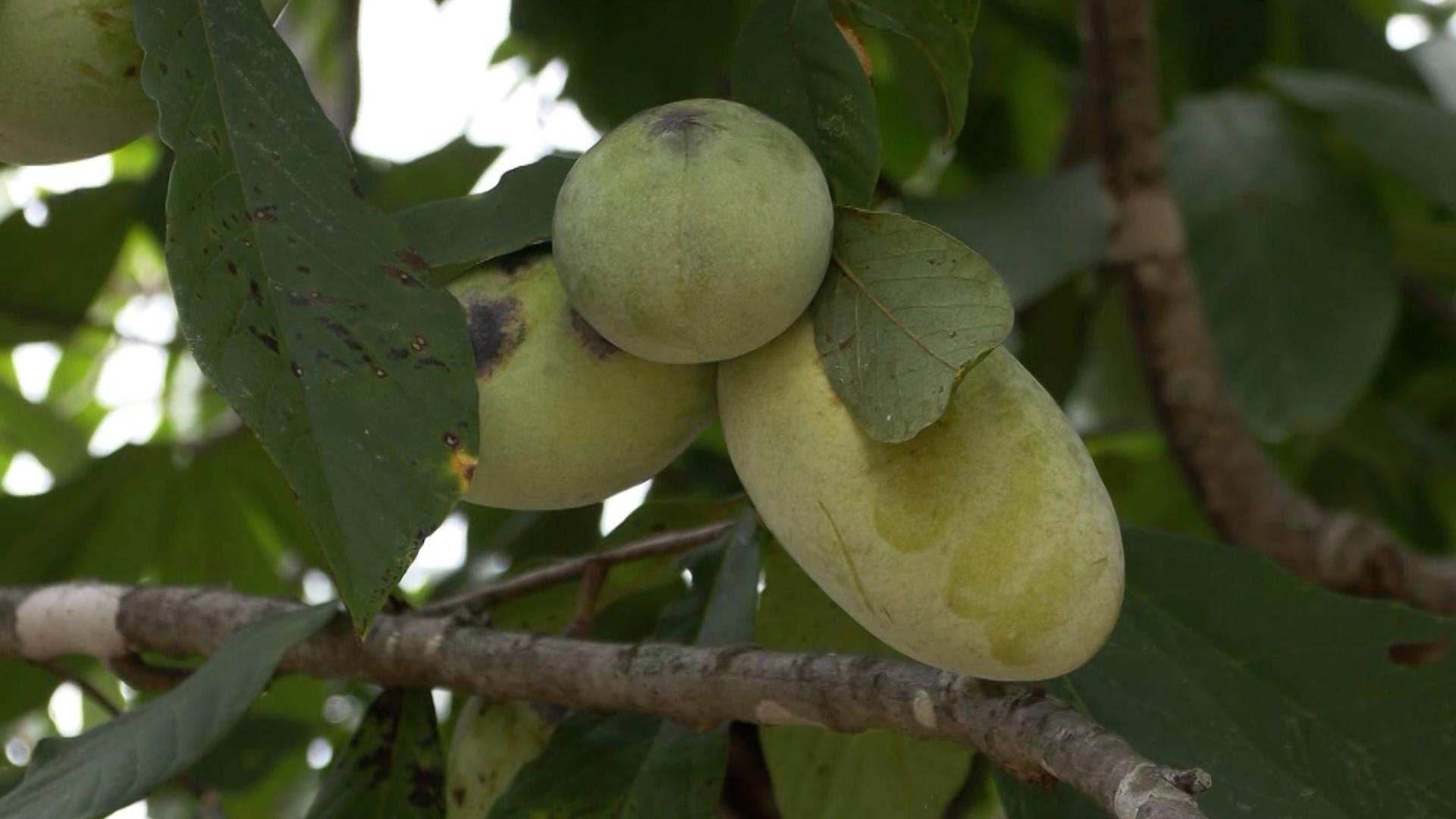 KSU Hold 5th Annual International Pawpaw Conference