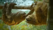 Spy Sloth has an Admirer