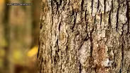 White Oak Initiative