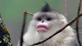 Snub-nosed Monkeys Use Family to Stay Warm: asset-mezzanine-16x9