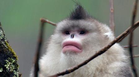 Video thumbnail: Kingdoms of the Sky Snub-nosed Monkeys Use Family to Stay Warm