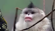 Snub-nosed Monkeys Use Family to Stay Warm