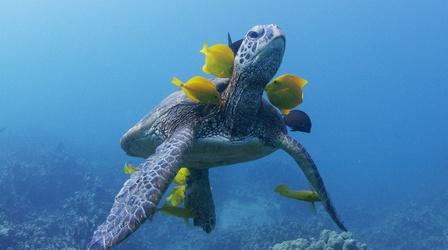 Video thumbnail: Nature Preview of Soul of the Ocean