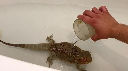 Video thumbnail: Emerging Voices Bathing | How to Take Care of a Bearded Dragon