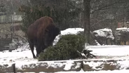 Bison Enjoys Christmas Tree Fun