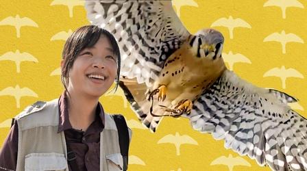 Understory | What's It Like To Be A Falconer