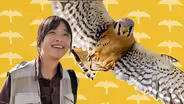 Understory | What's It Like To Be A Falconer
