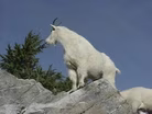 Aug. 18, 2020 - Half of Olympic Nat’l Park’s Goats Relocated