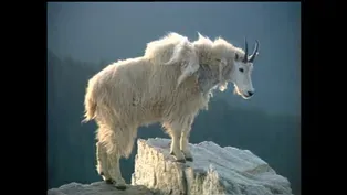 D4K: Mountain Goats