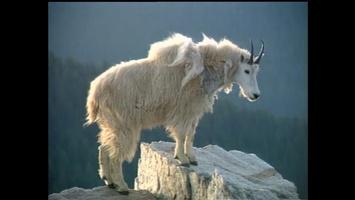 D4K: Mountain Goats