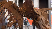 Selling the Largest Triceratops Ever Found