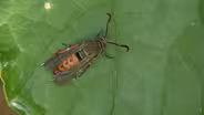 Insect Identification Tips & Young Gardener