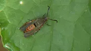 Insect Identification Tips & Young Gardener