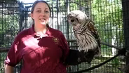 BINTURONG & OWLS