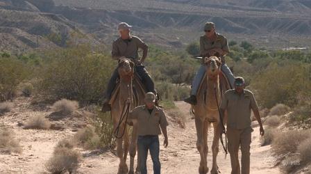 Video thumbnail: Outdoor Nevada Camel Safari