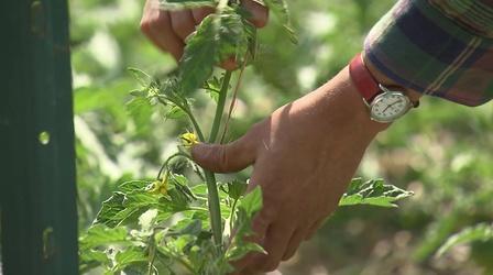 Video thumbnail: Great Gardening Seeds of Change
