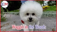Waggin' in the Woods