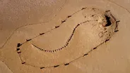 This Massive Skeleton Belongs to an Ancient Whale