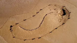 This Massive Skeleton Belongs to an Ancient Whale