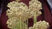 Organize your fall gardening tasks