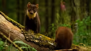Growing Up as an Irish Pine Marten