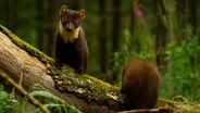 Growing Up as an Irish Pine Marten