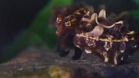 Video thumbnail: WCNY SciTech Now The Squid and The Robot