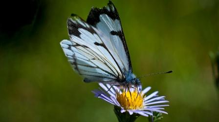 Video thumbnail: Oregon Field Guide Pine Butterflies