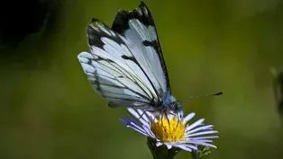 Pine Butterflies