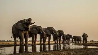 Okavango: River of Dreams - Series Preview