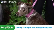 Understanding Animal Welfare