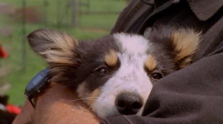 Video thumbnail: Nature Dogs: The Early Years
