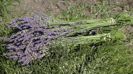 Video thumbnail: Backyard Farmer Lavender Farm & Creative Outdoor Lighting