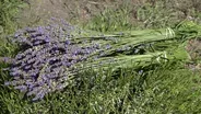 Lavender Farm & Creative Outdoor Lighting