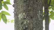 13 NJ counties under quarantine for spotted lanternfly
