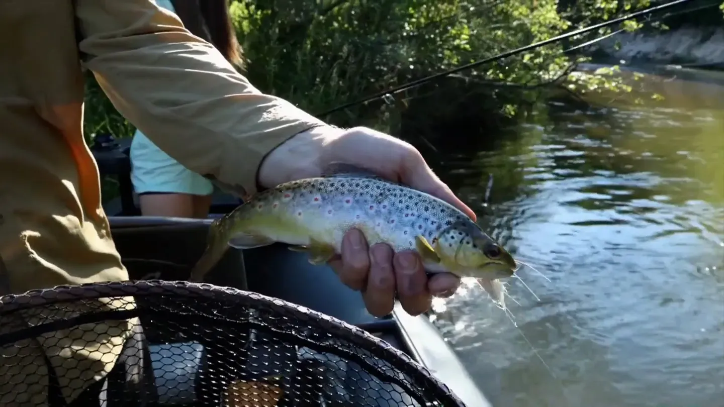 Trout Fishing, Flathead Fishing