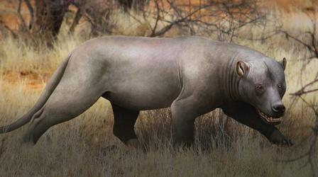 Video thumbnail: Eons When Giant Hypercarnivores Prowled Africa