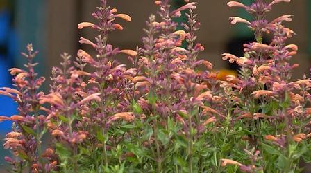 Video thumbnail: Virginia Home Grown Summer Blooming Plants for Your Garden