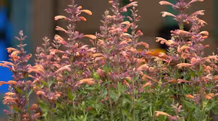 Summer Blooming Plants for Your Garden