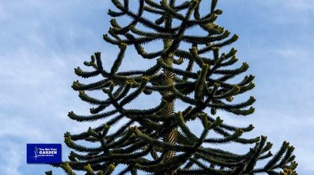 Video thumbnail: You Bet Your Garden You Bet Your Garden S3 Ep. 32 Forgotten Bulbs
