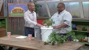 Compact Vegetables for Raised Beds & Growing in 5-gallon Buckets