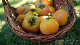Picking Persimmons