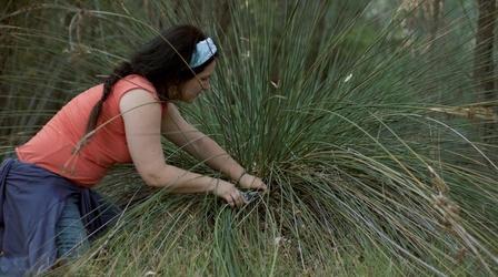 Video thumbnail: Tending The Wild Native Peoples on Gathering and Tending Their Landcape