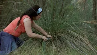 Native Peoples on Gathering and Tending Their Landcape