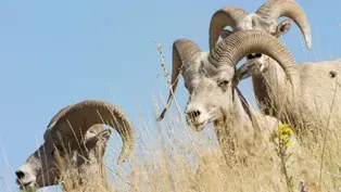 Running With The Herd: A NATURE Short Film - Sneak Peek