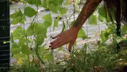 Growing on a Fence