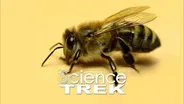 Bees: What's the Buzz About Bees?