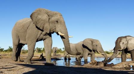 Video thumbnail: Life at the Waterhole Face-to-face with an Elephant